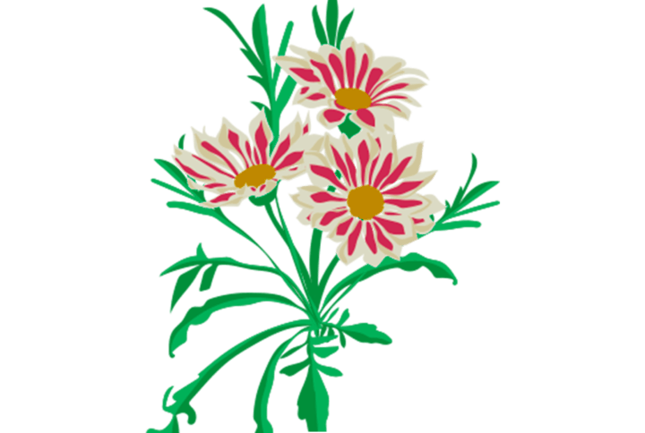 Gazania Capsules Prêt à Pousser Potager d'intérieur