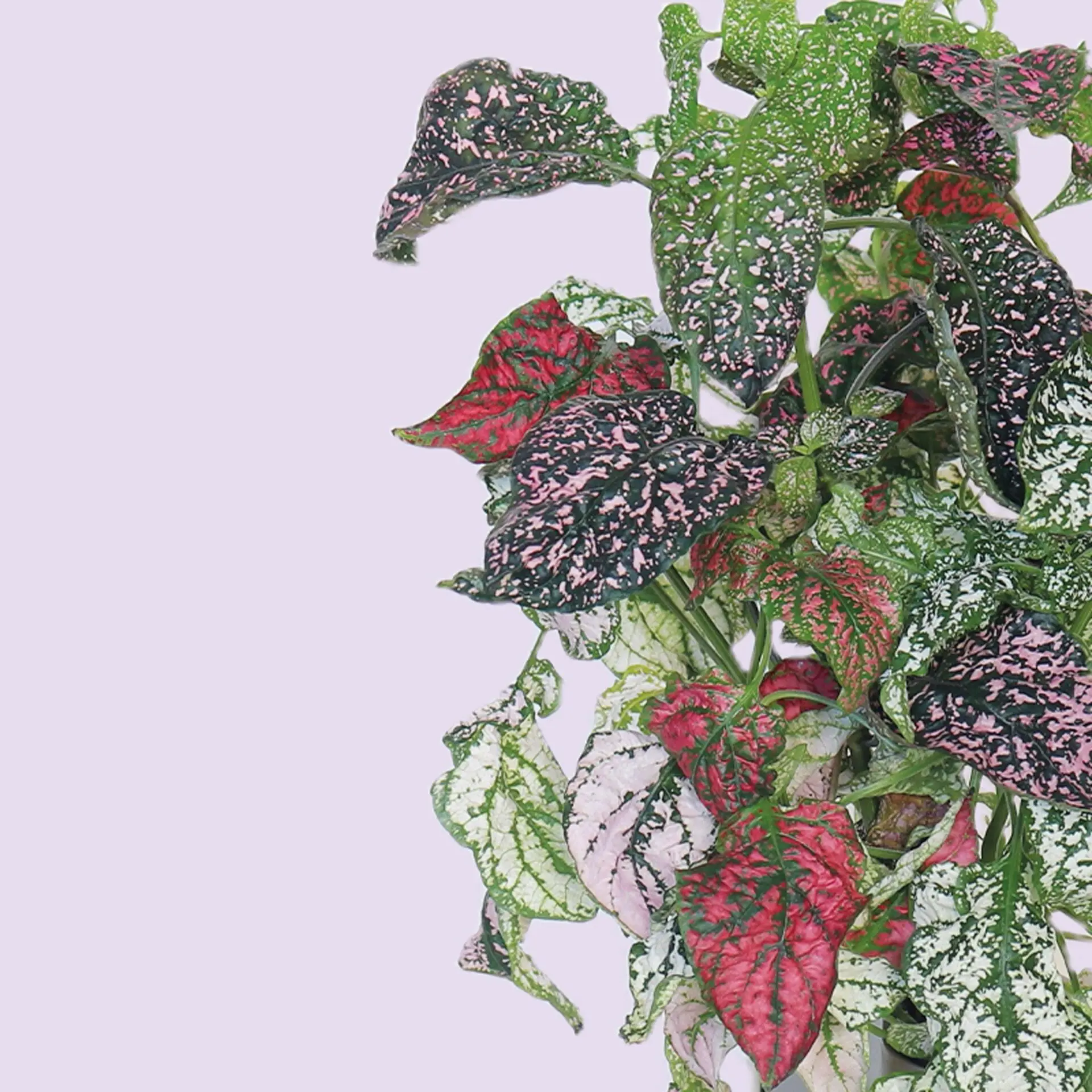 Hypoestes Mélangé Capsules Prêt à Pousser Potager d’intérieur
