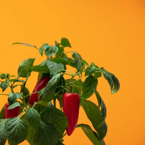 Mini-Poivrons Rouges Capsules Prêt à Pousser Potager d'intérieur
