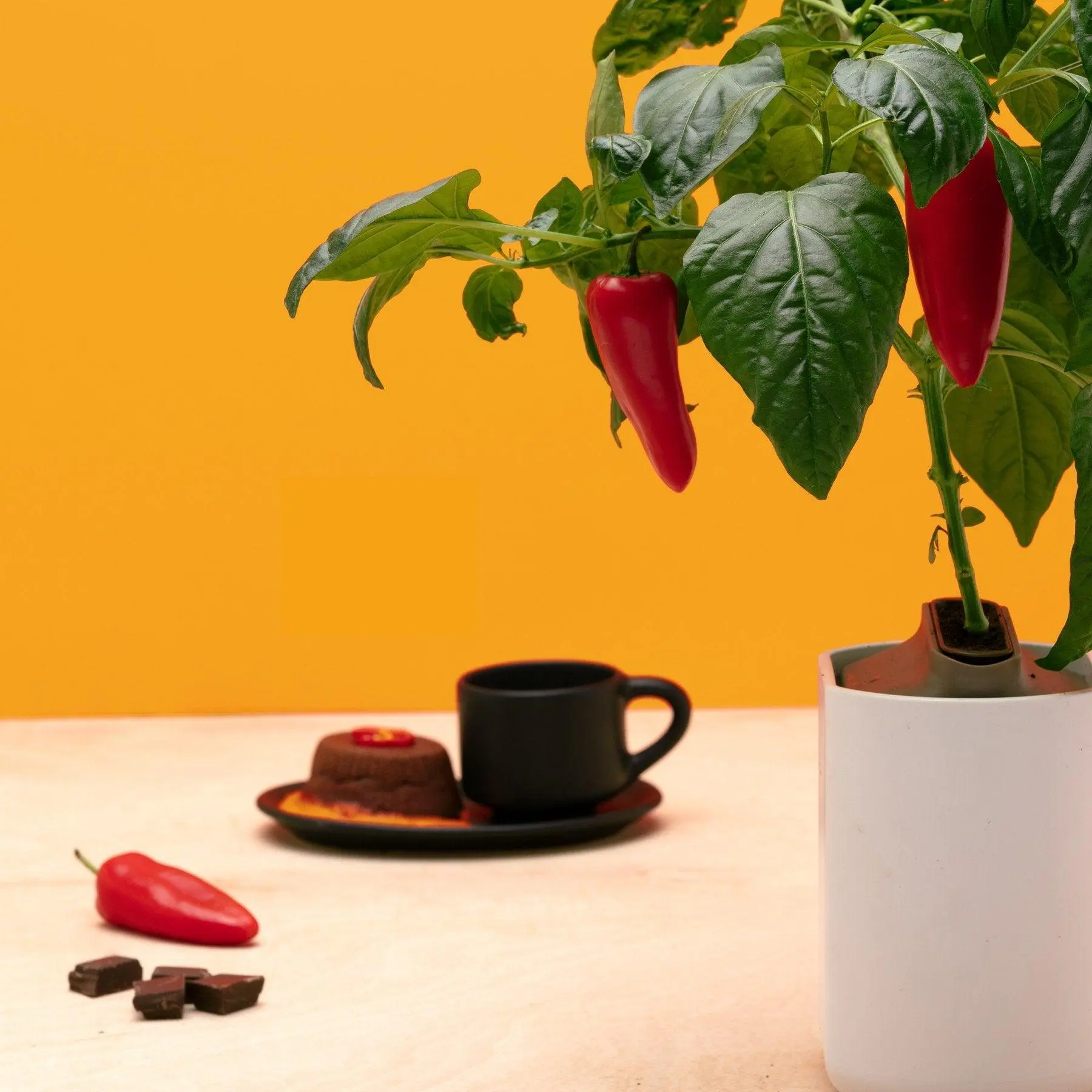Mini-Poivrons Rouges Capsules Prêt à Pousser Potager d’intérieur