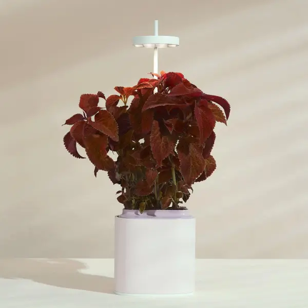 Pot rose Prêt à Pousser ?? Potager d'intérieur