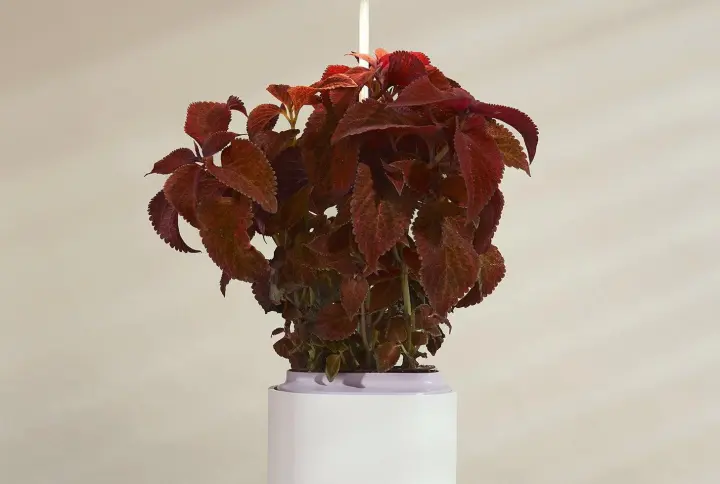 Pot rose Prêt à Pousser ?? Potager d'intérieur