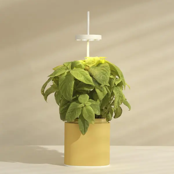 Pot Jaune Prêt à Pousser ?? Potager d'intérieur