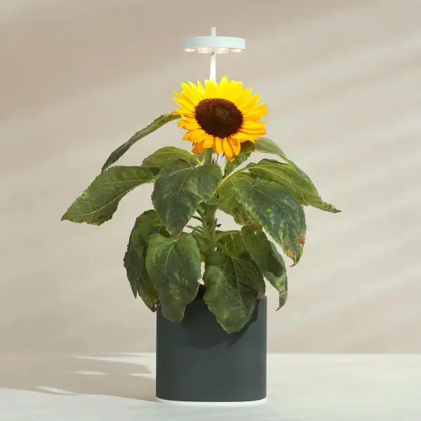 Tournesol Capsules Prêt à Pousser Potager d'intérieur