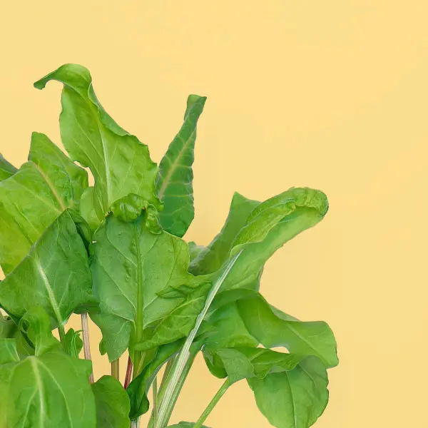 Oseille Verte Capsules Prêt à Pousser Potager d'intérieur