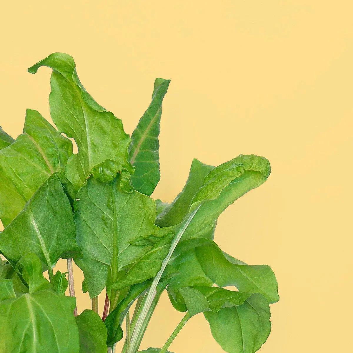 Oseille Verte Capsules Prêt à Pousser Potager d’intérieur