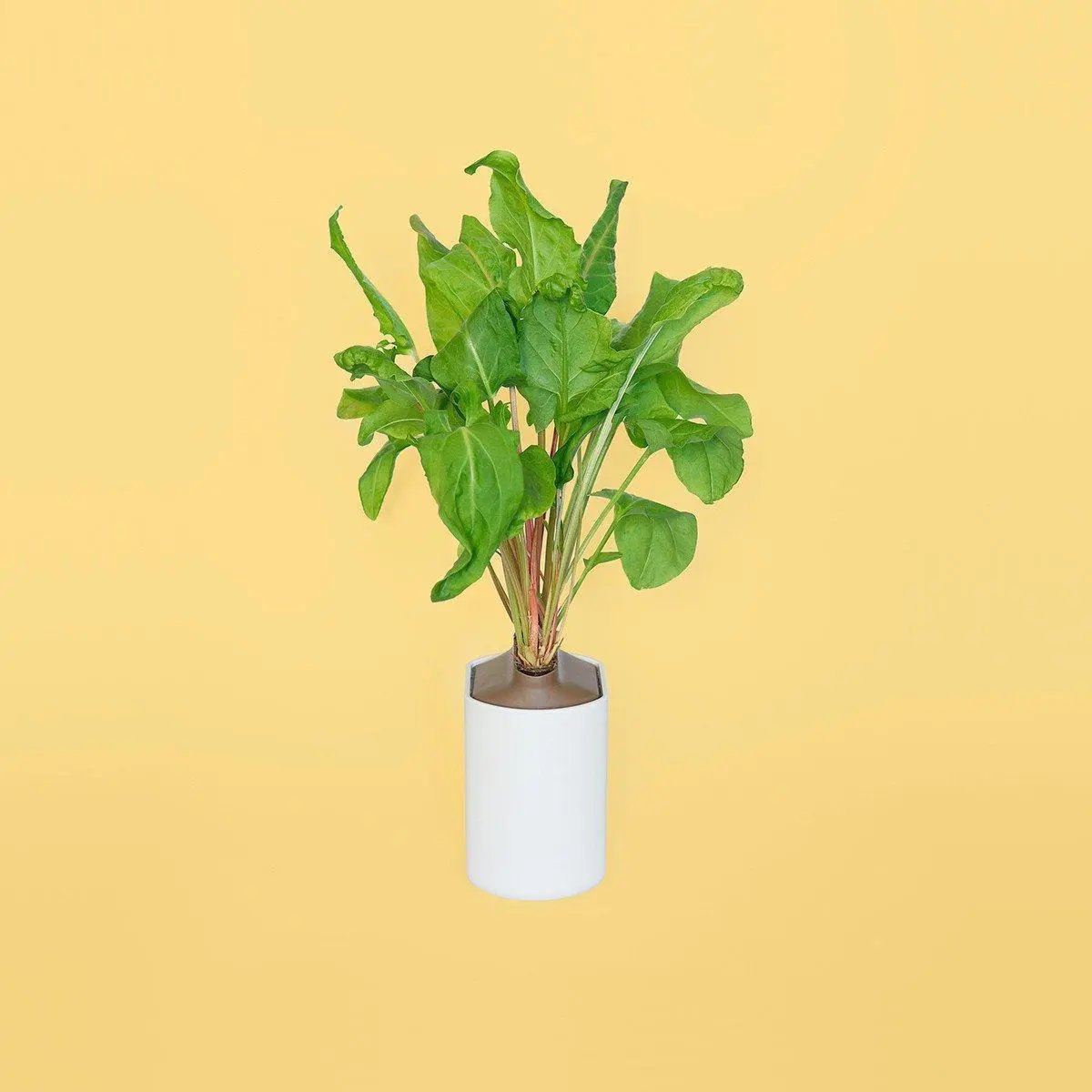 Oseille Verte Capsules Prêt à Pousser Potager d’intérieur
