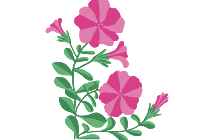 Pétunia Capsules Prêt à Pousser Potager d'intérieur