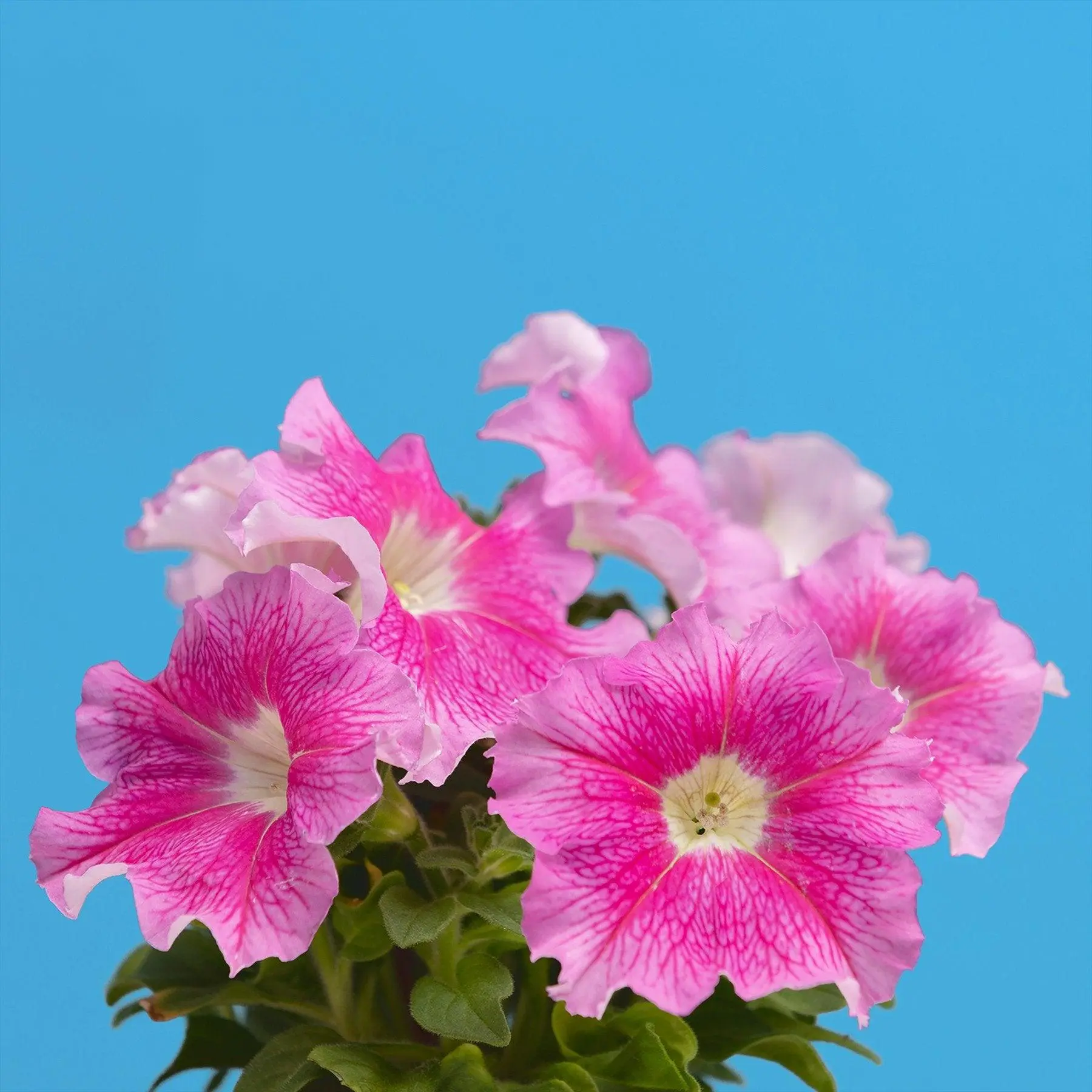 Capsule di Petunia pronte per la coltivazione nell'orto indoor