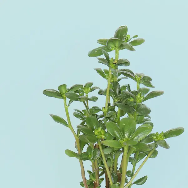 Pourpier Doré Capsules Prêt à Pousser Potager d'intérieur