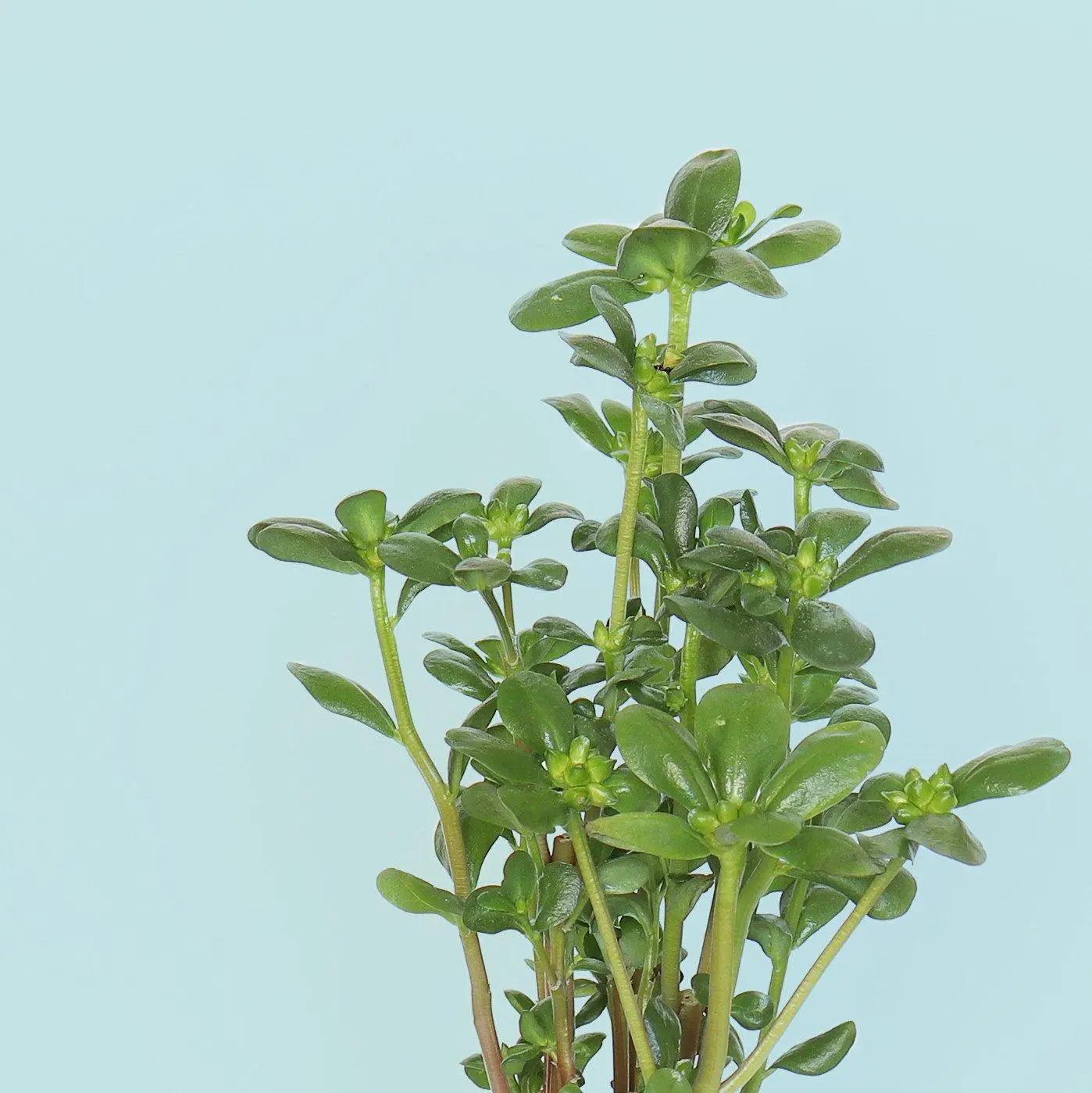 Pourpier Doré Capsules Prêt à Pousser Potager d’intérieur