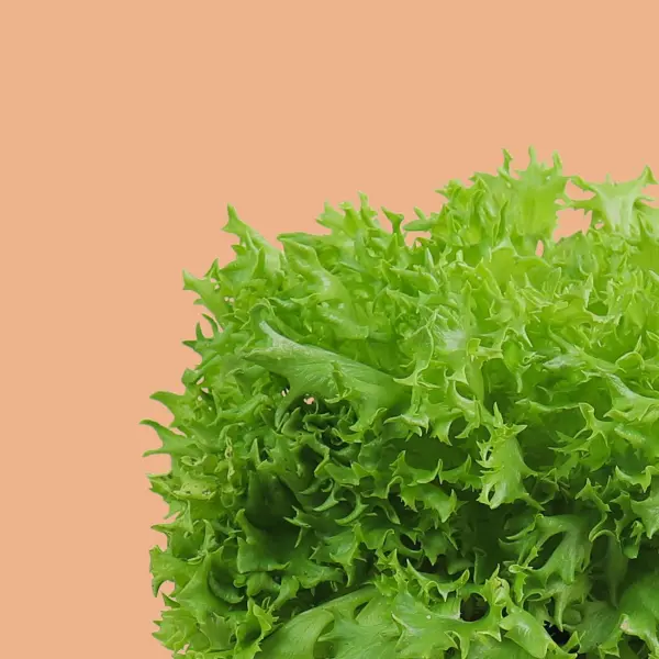 Salanova® Frisée Capsules Prêt à Pousser Potager d'intérieur