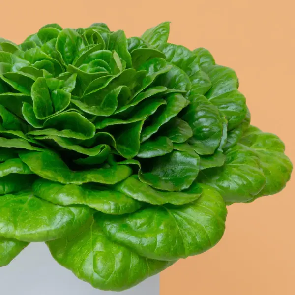 Salanova® Verte Capsules Prêt à Pousser Potager d'intérieur
